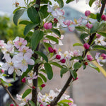 Crab Apple Tree 'golden Hornet' (malus) | 1 x 5L | Light Goldenrod Yellow