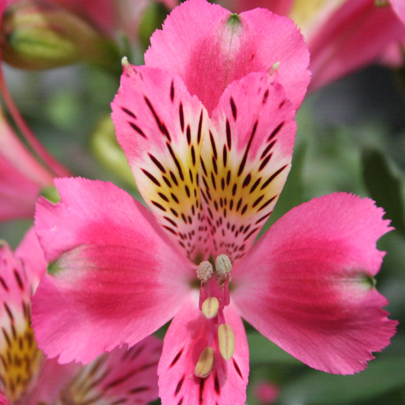 Hayloft Alstroemeria Duchesse D'anjou 'isabelle' 3 X 9cm Pots