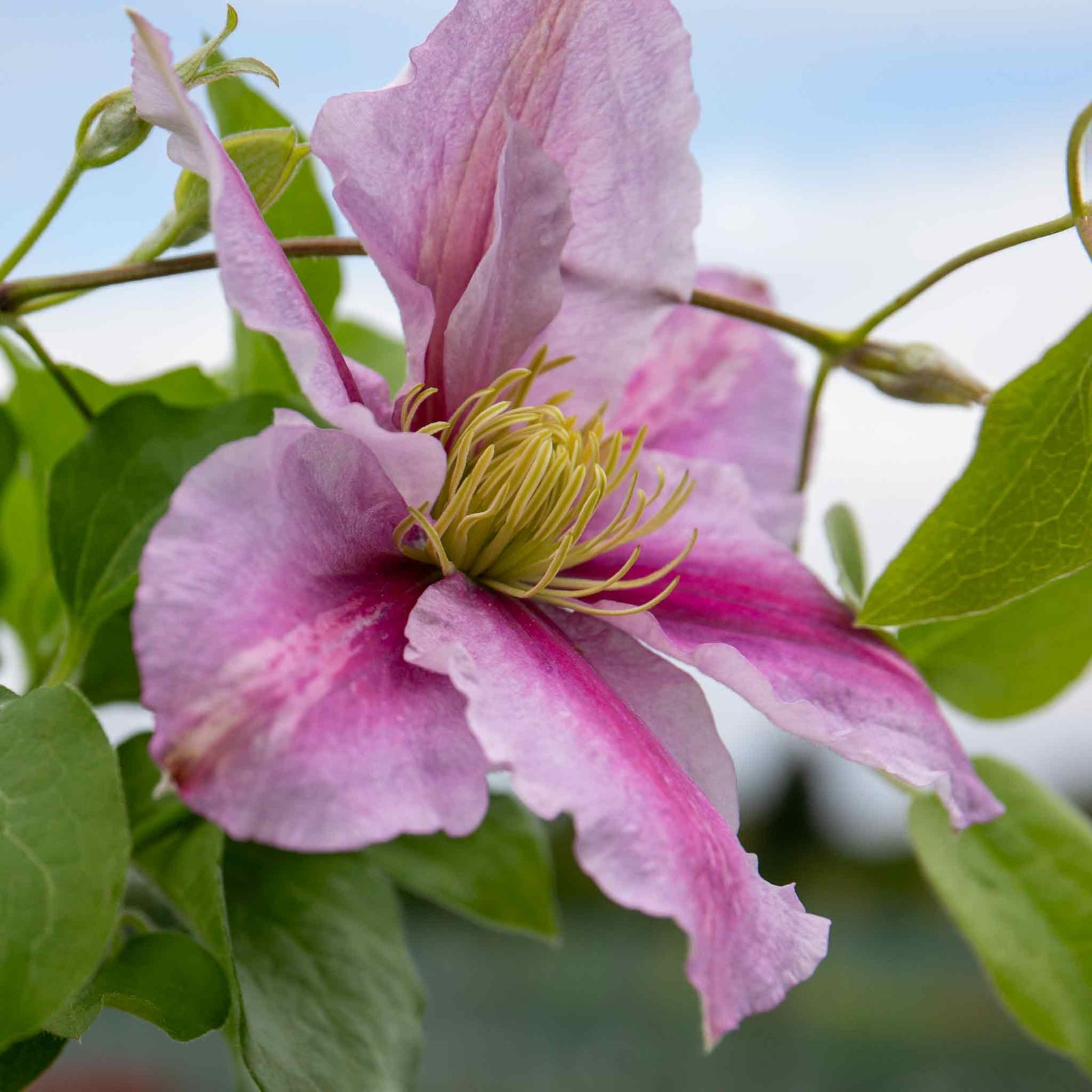 Clematis 'pilu' - Mauve Double Flowers, Container-friendly | 1 x 2L | Green & Pink