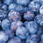 Direct Plants Prunus Czar Plum Fruit Tree 5-6ft Supplied In A 7.5 Litre Pot