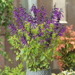 Salvia 'amistad' Deep Purple Hardy Perennial 120cm | 3 x Jumbo Plugs | Deep Purple