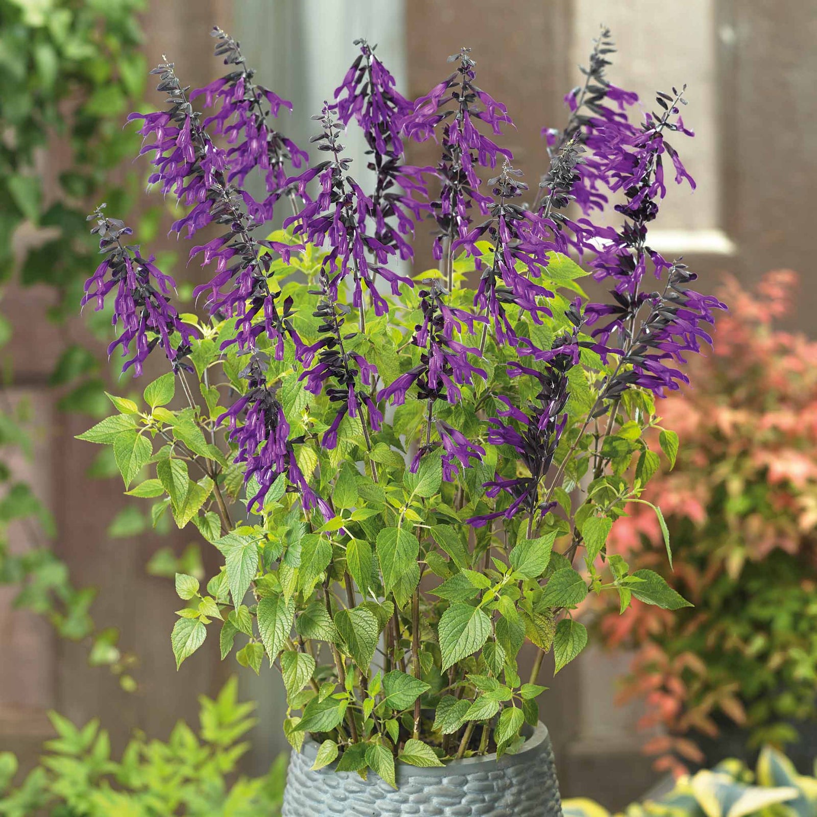 Salvia 'amistad' Deep Purple Hardy Perennial 120cm | 6 x Jumbo Plugs | Deep Purple