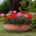 Geranium Horizon Shadow - Chocolate Foliage, Mixed Flowers | 8 Seeds | Multi