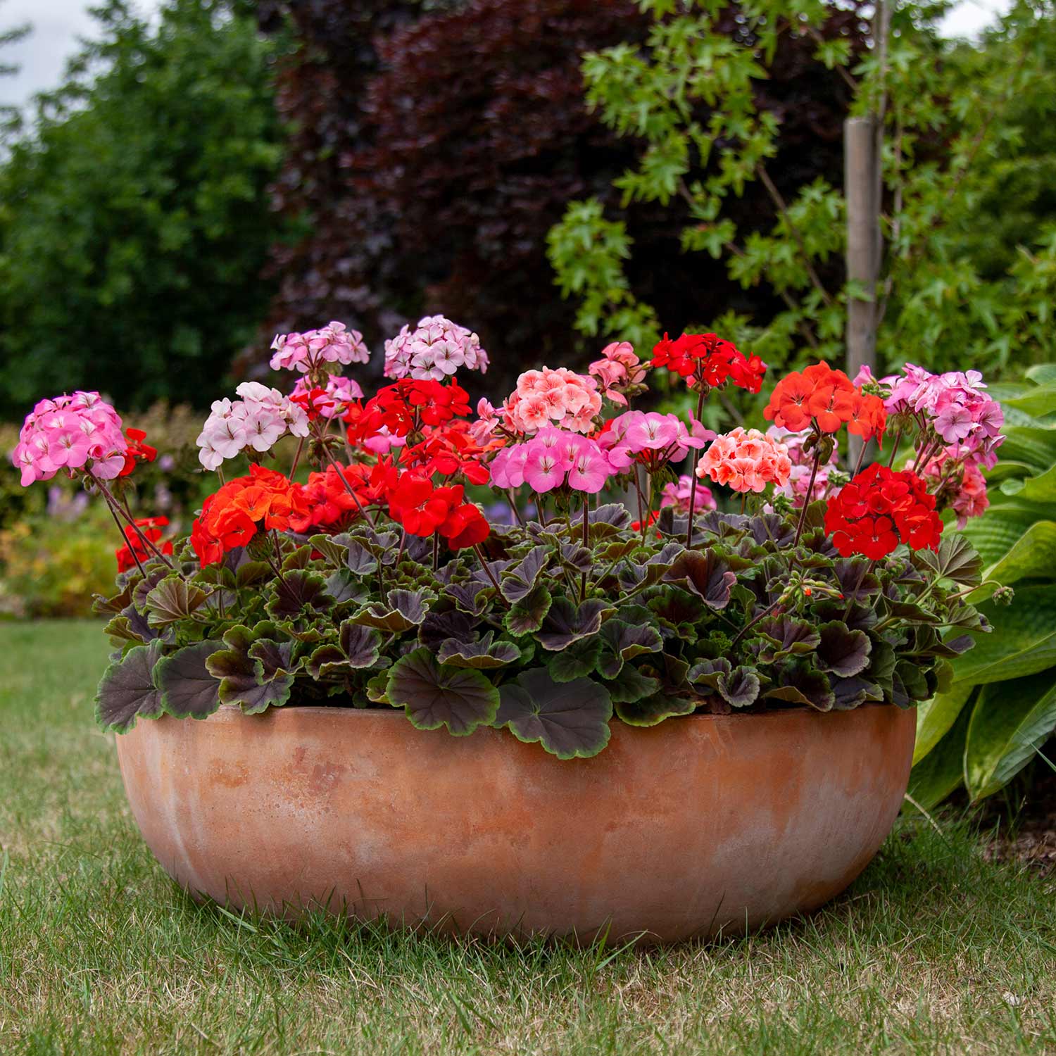 Geranium Horizon Shadow - Chocolate Foliage, Mixed Flowers | 8 Seeds | Multi