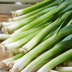 Leek 'jolant' - Vigorous Hardy Variety, Mild Flavour | 12 x Garden Ready Plugs