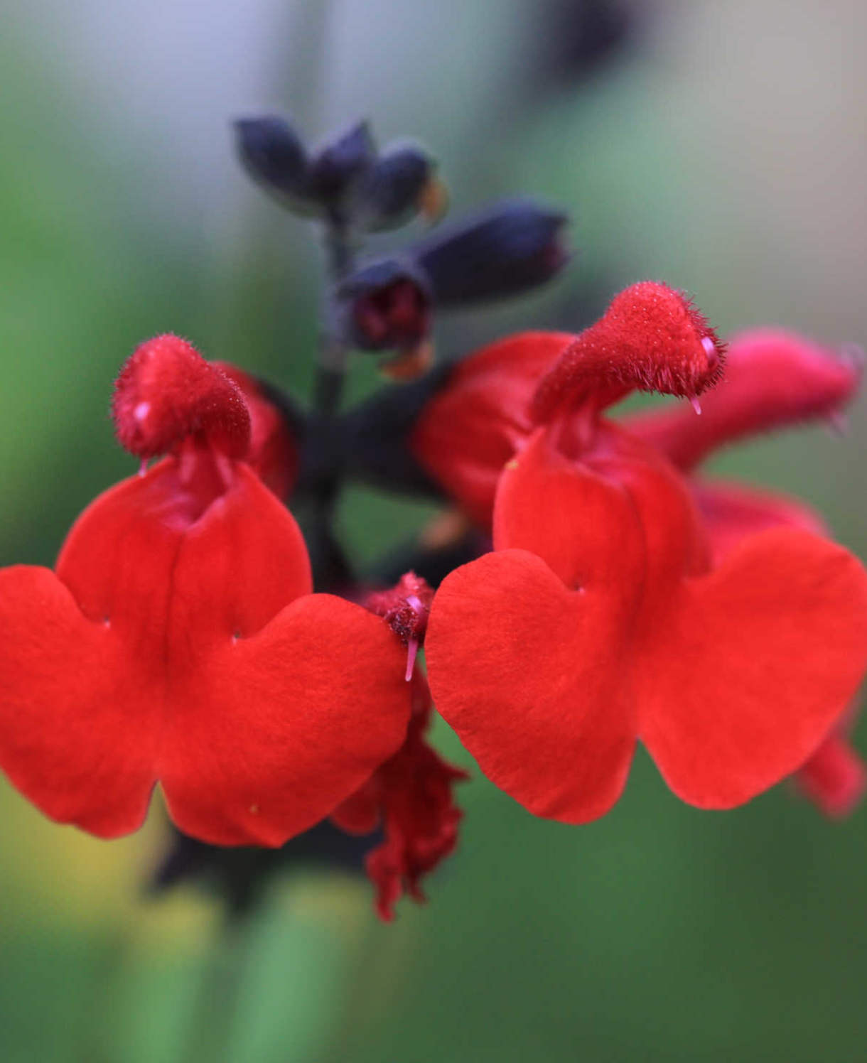 Salvia Royal Bumble - 9cm pots | Set-of-1 | Red