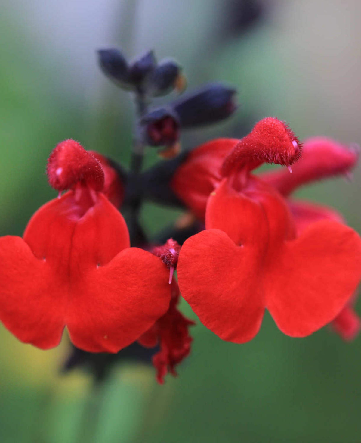 Salvia Royal Bumble - 9cm pots | Set of 1 | Red