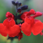 Salvia Royal Bumble - 9cm pots | Set-of-3 | Red