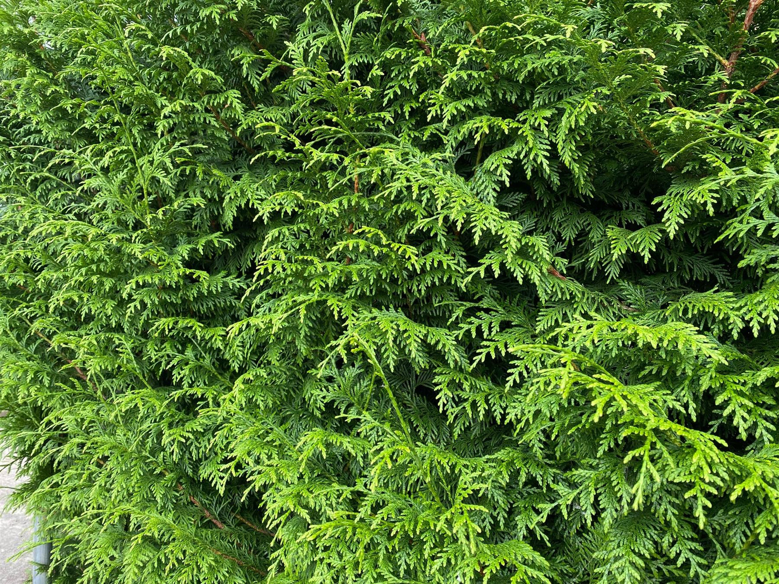 Thuja Plicata Gelderland Western Red Cedar 3-4ft Pack Of 10 Supplied In 2/3 Litre Pots