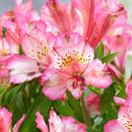 Hayloft Alstroemeria Pitchoune 'charlotte' - 3 x 9cm Pots