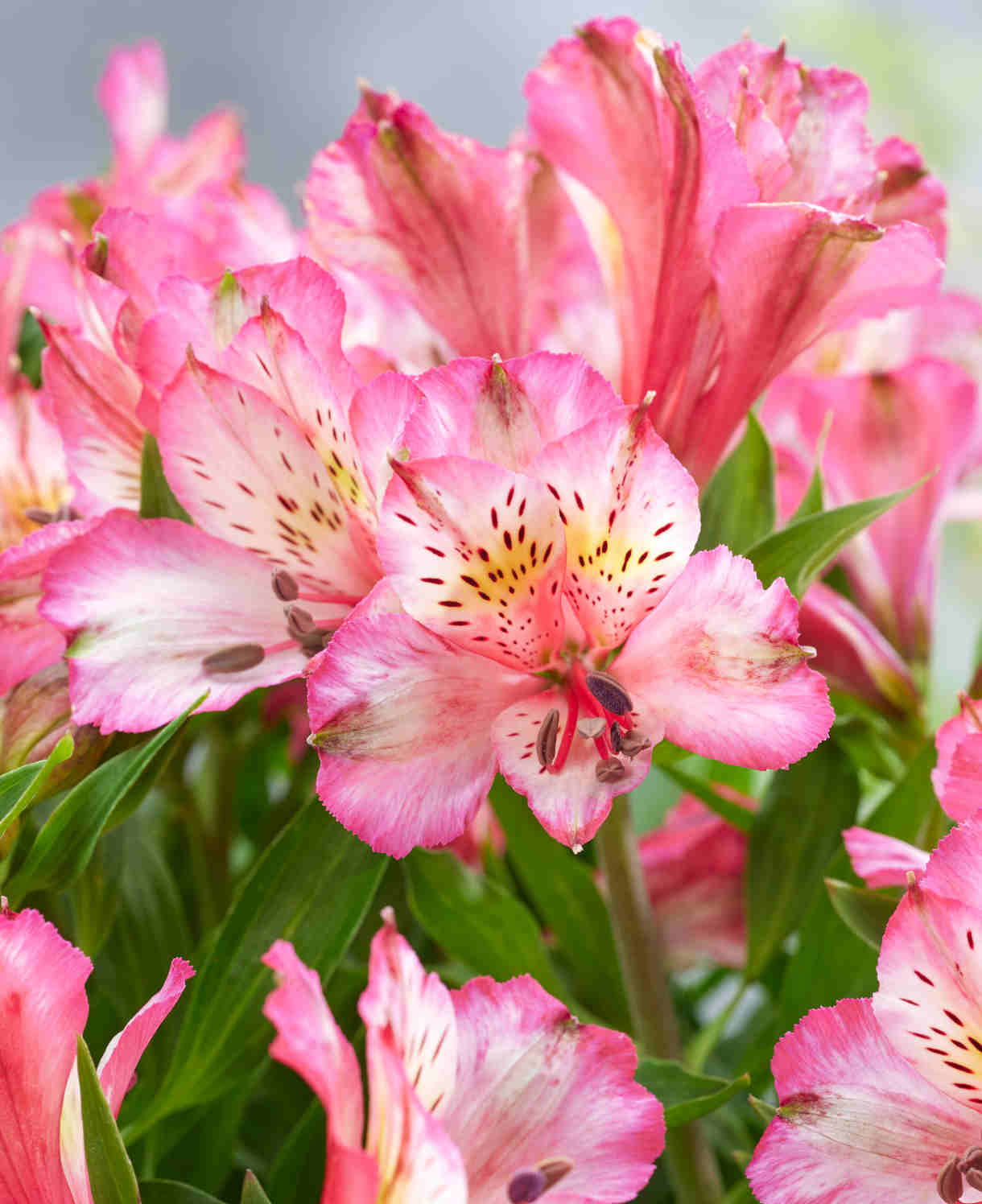 Hayloft Alstroemeria Pitchoune 'charlotte' - 3 x 9cm Pots