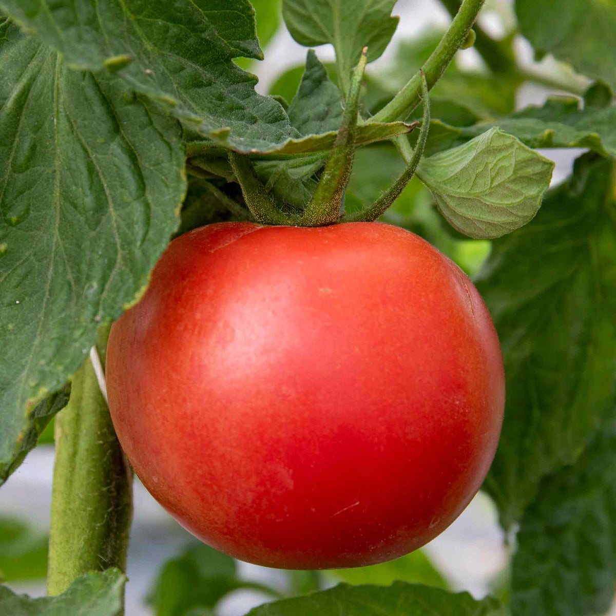 Outdoor Tomato Collection – 3 Varieties (paoline, Tumbling Tom, Super Marmande) Jumbo Plugs | Set of 6 | Red