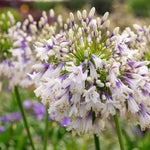 Agapanthus Fireworks 9cm Pot | 2 x 9cm