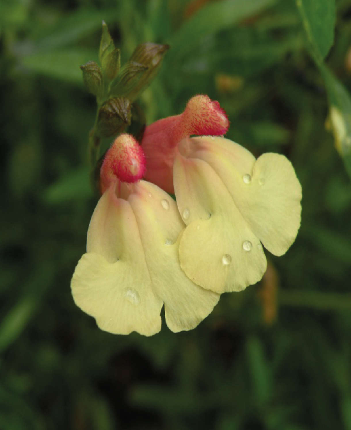 Salvia 'La Mancha' - 9cm Pot | 1 x 9cm | Yellow