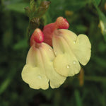 Salvia 'La Mancha' - 9cm Pot | 3 x 9cm | Yellow