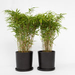 Chinese Fountain Bamboo - 6 Pcs. - Fargesia Nitida 'gansu' - H50-70cm - ⌀17cm | Set of 6 | Green