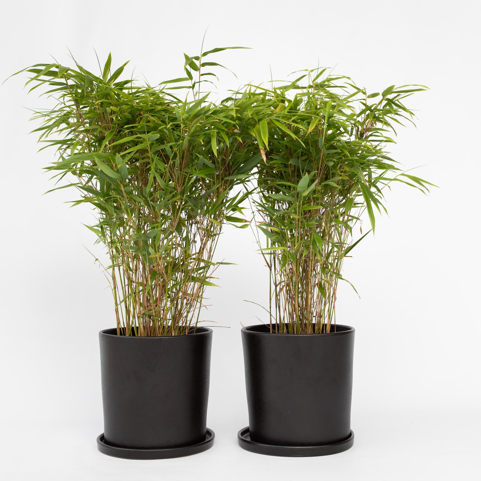 Chinese Fountain Bamboo - 6 Pcs. - Fargesia Nitida 'gansu' - H50-70cm - ⌀17cm | Set of 6 | Green