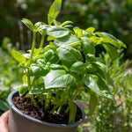 Basil 'sweet Italian' | 1 x 1L | Green