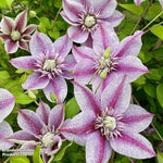 Clematis Mochi 9cm Pot | Set of 3