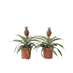 Miniature Pineapple Plant - 2 Pcs. - Ananas 'mi Amigo' - Height 35-45cm - ⌀12cm | Set of 2 | Green