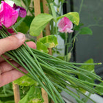 Sweet Pea 'flower Arranger's Blend' Scented Pastel Mix Seeds | 50 Seeds