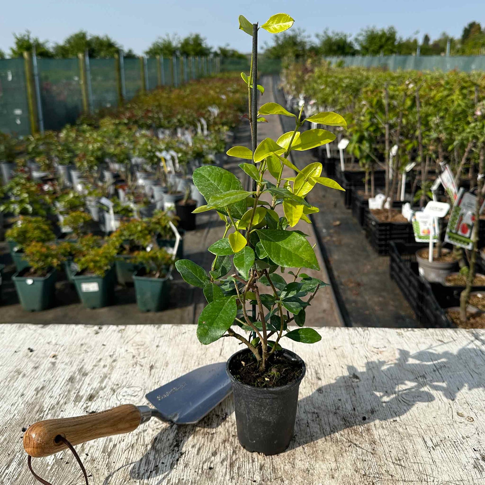Star Jasmine 'star Of Toscane' - Evergreen Fragrant Climber | 1 x 9cm | Orange & Yellow