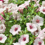 Petunia 'vista Silverberry', Trailing Silvery-white Blooms | 12 x Plug Plants | Multi