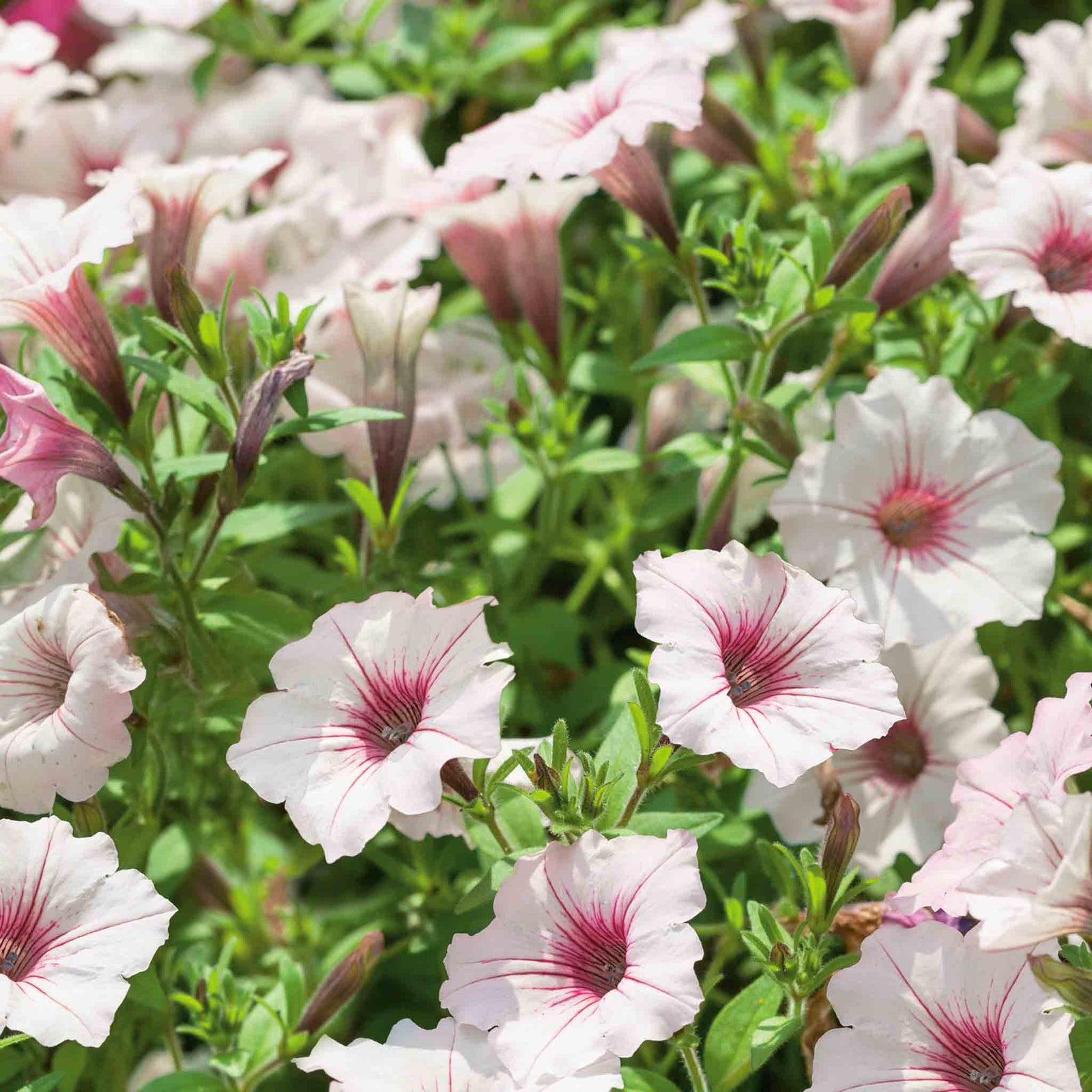 Petunia 'vista Silverberry', Trailing Silvery-white Blooms | 12 x Plug Plants | Multi