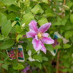 Clematis 'pilu' - Mauve Double Flowers, Container-friendly | 1 x 2L | Green & Pink