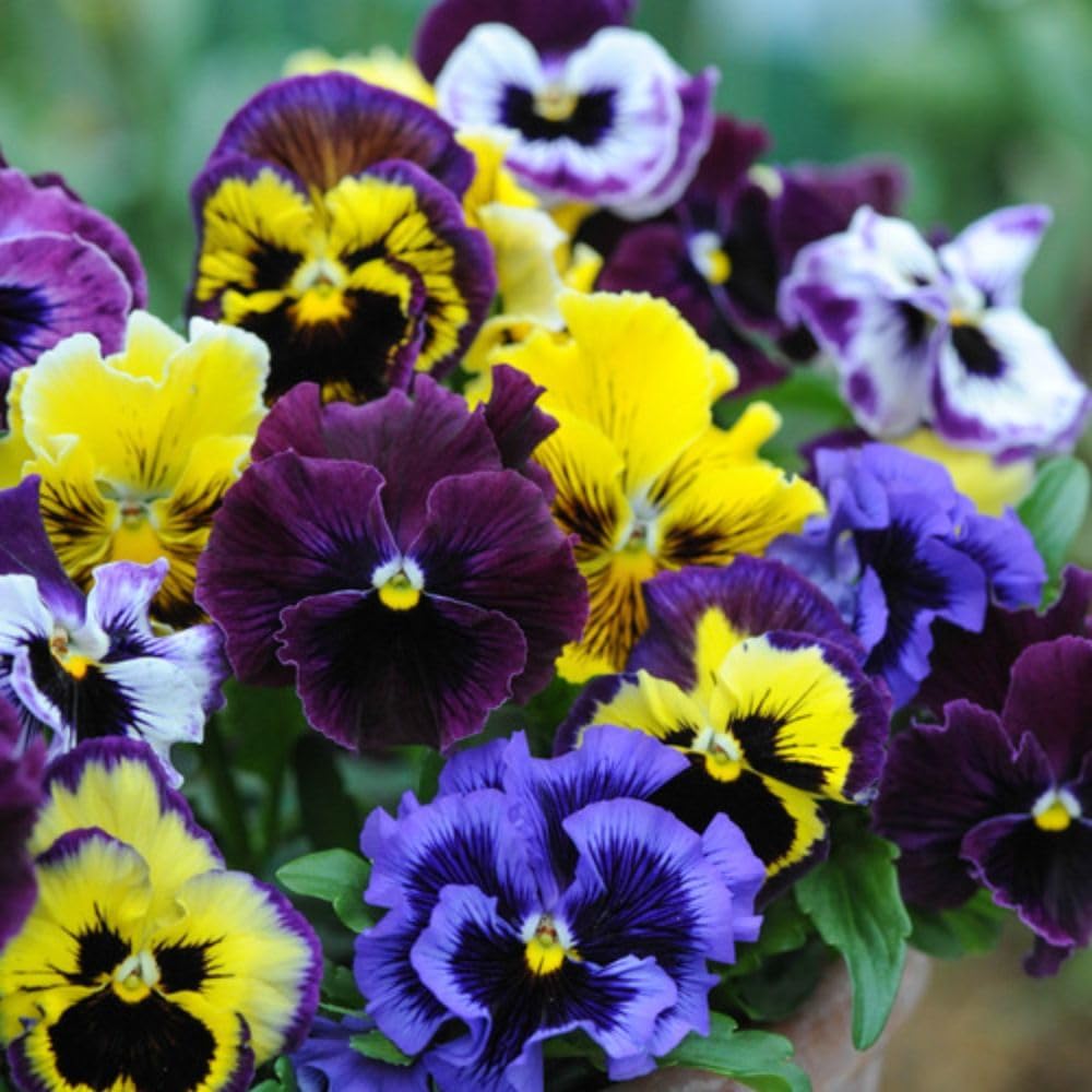 Pansy Frizzle Sizzle Mixed Colours Garden Ready Plants - Vibrant Winter & Spring Blooms | 24 x Garden Ready Plants