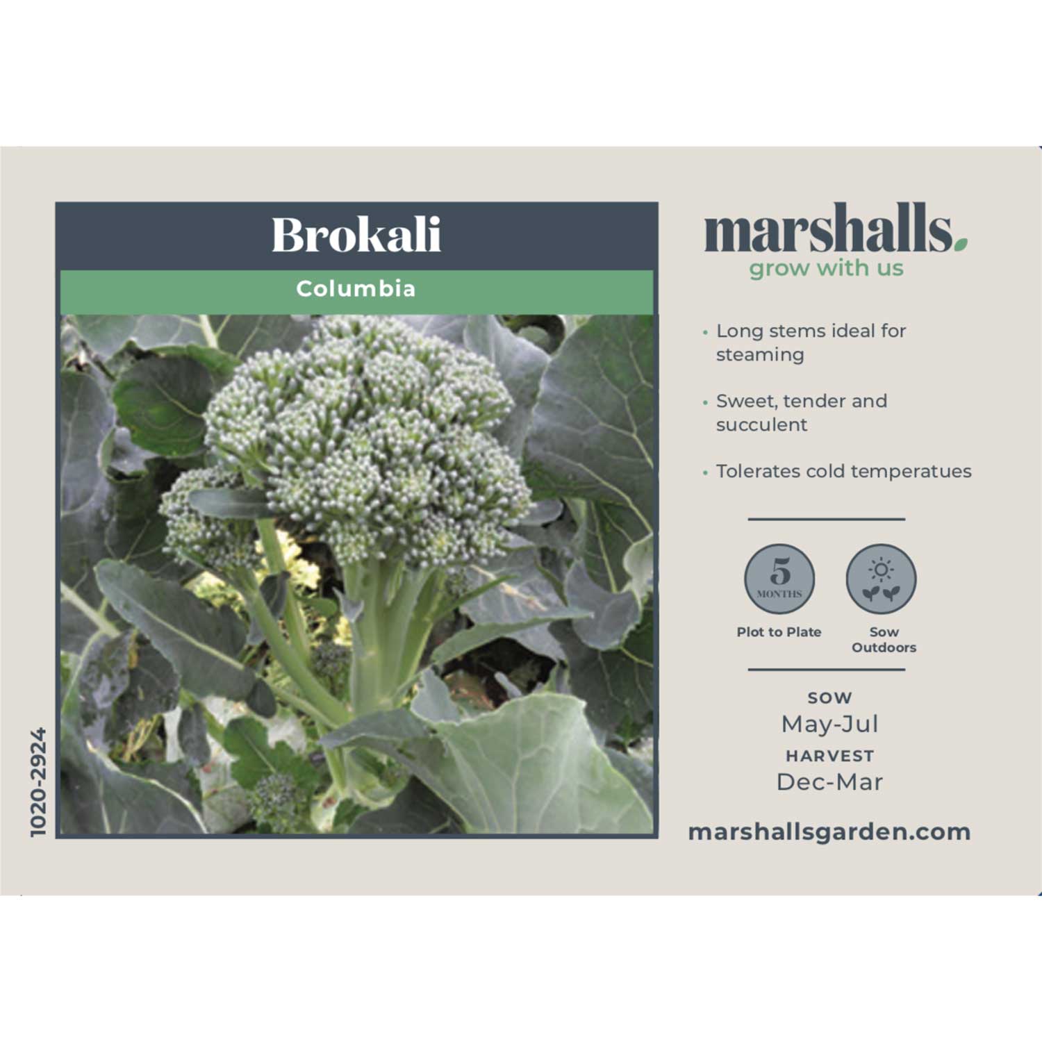 Brokali Seeds ‘columbia’ | 50 Seeds | Green