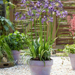 Agapanthus Poppin Purple - African Lily | Set-of-3 | Dark Purple