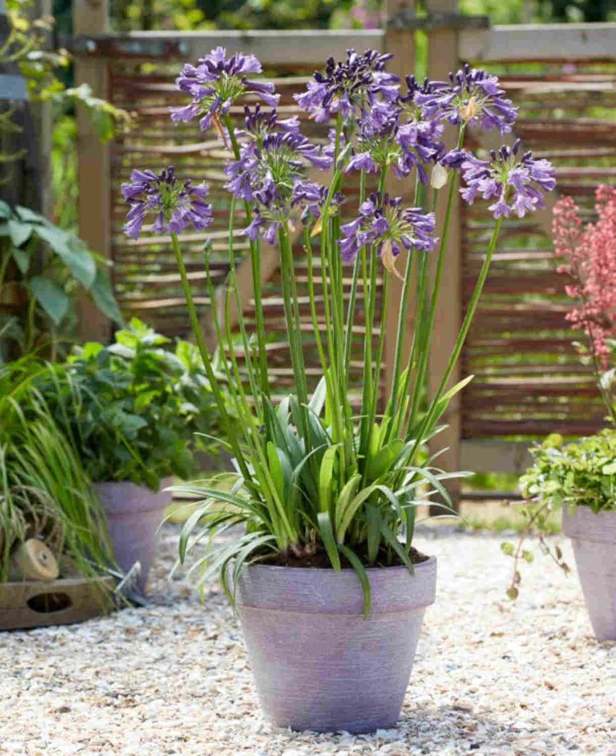 Agapanthus Poppin Purple - African Lily | Set-of-3 | Dark Purple
