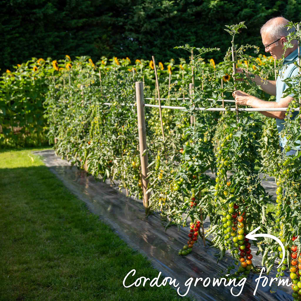 Cordon Tomato Plant 'gardeners Delight' 9cm Plants | Set of 3