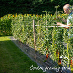 Cordon Tomato 'big Daddy', Beefsteak Up To 425g 9cm Plants | Set of 3