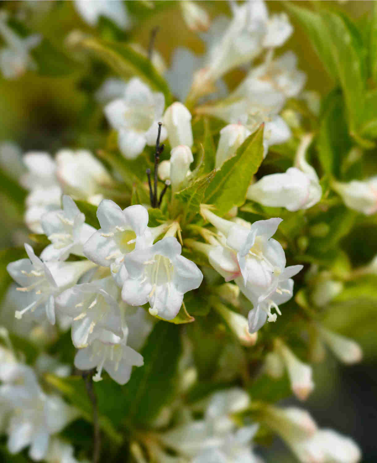 Weigela Florida 'snowflake' - 9cm pots | Set-of-1 | White
