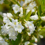 Weigela Florida 'snowflake' - 9cm pots | Set-of-2 | White