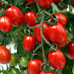 Sungrape F1 Cherry Tomato Seeds | 6 Seeds