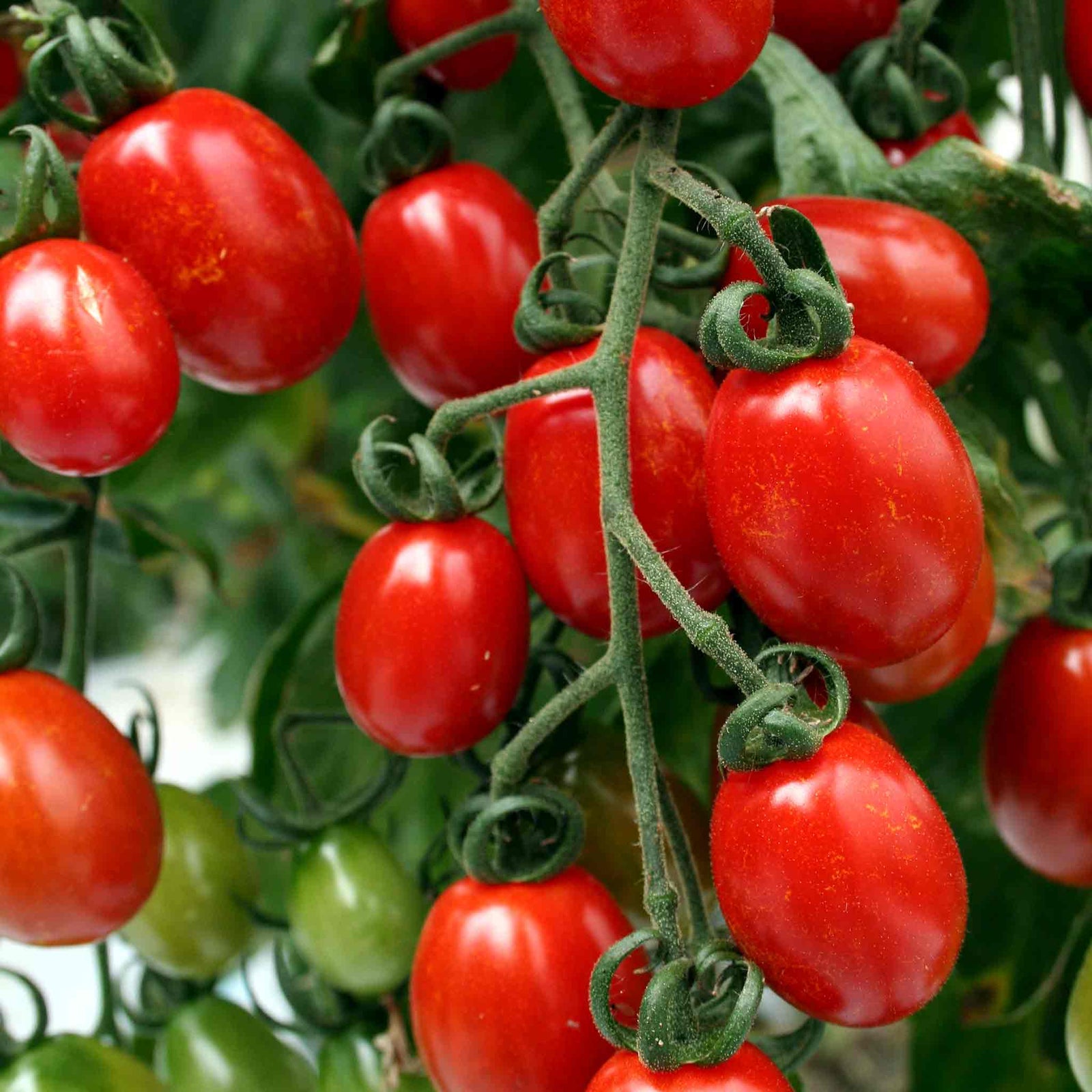 Sungrape F1 Cherry Tomato Seeds | 6 Seeds