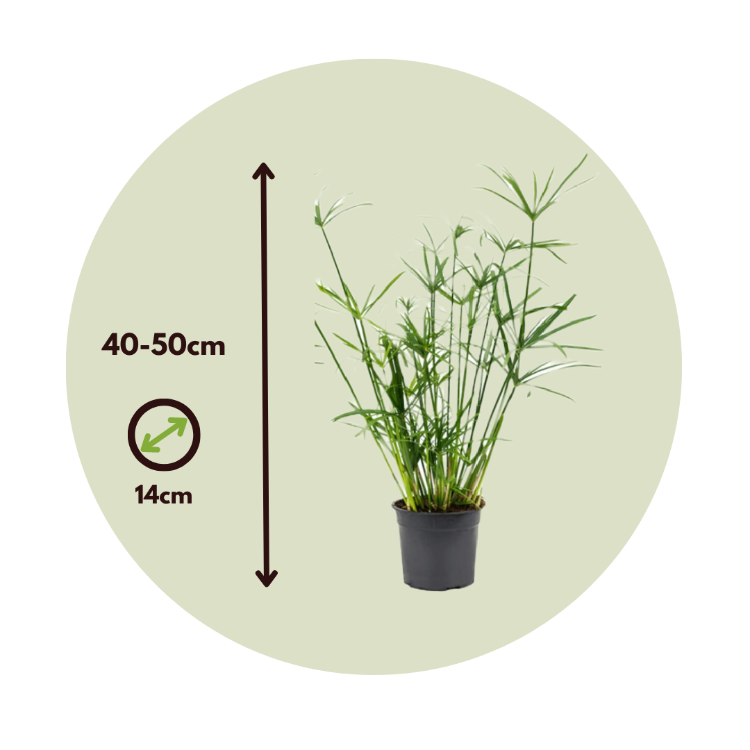 Umbrella Plant - 2 Pcs. - Cyperus Alternifolius - Height 40-50cm - ⌀14cm | Set-of-2 | Green