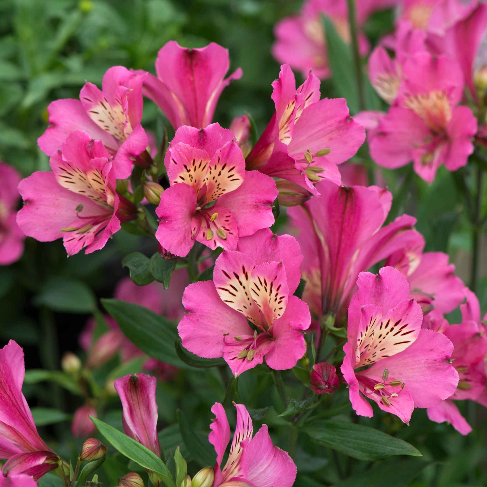 Alstroemeria 'summer Saint' Deep Mauve-pink Perennial | 3 x Jumbo Plugs | Pink