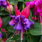 Fuchsia Standard 'winston Churchill' | 1 x 3L | Purple