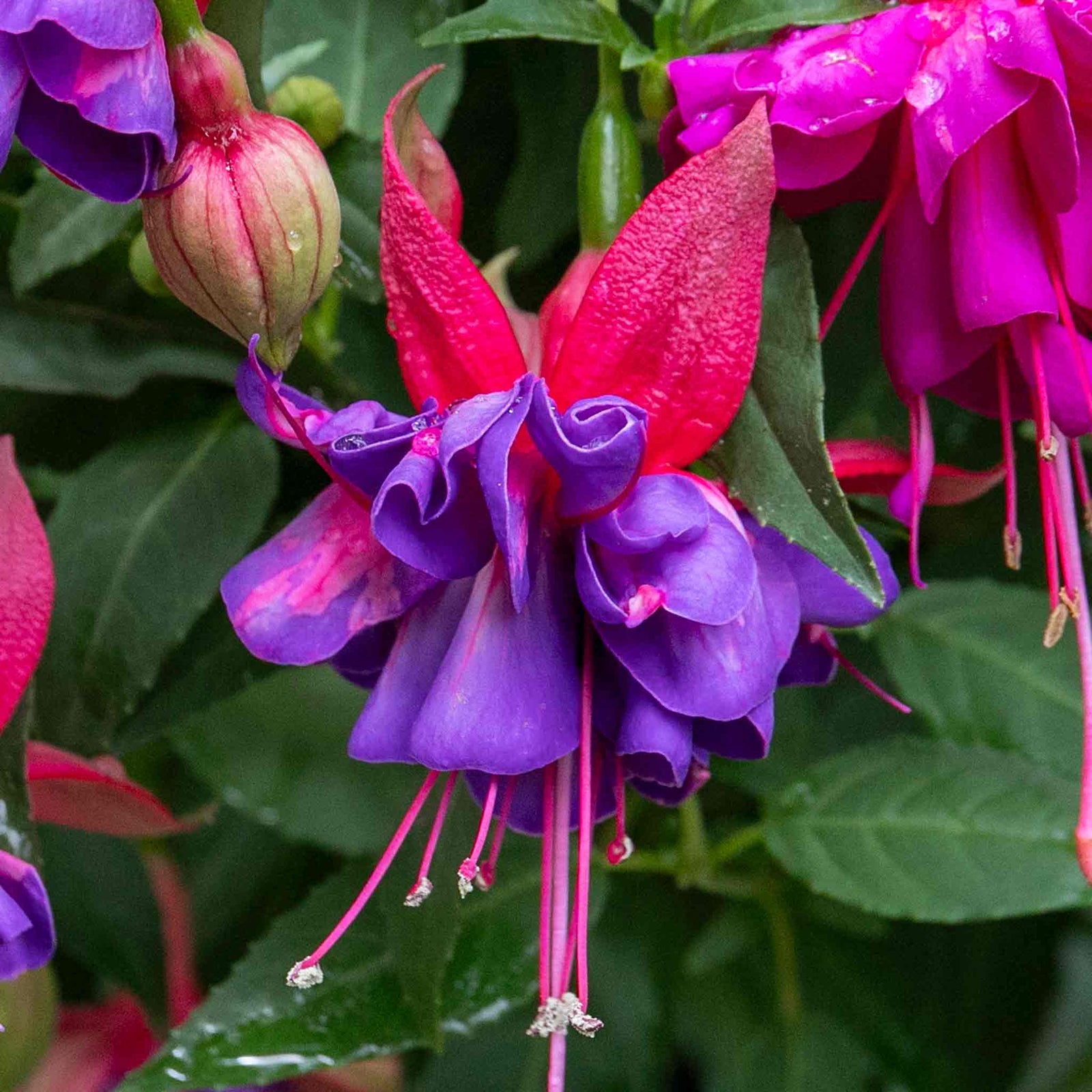 Fuchsia Standard 'winston Churchill' | 1 x 3L | Purple
