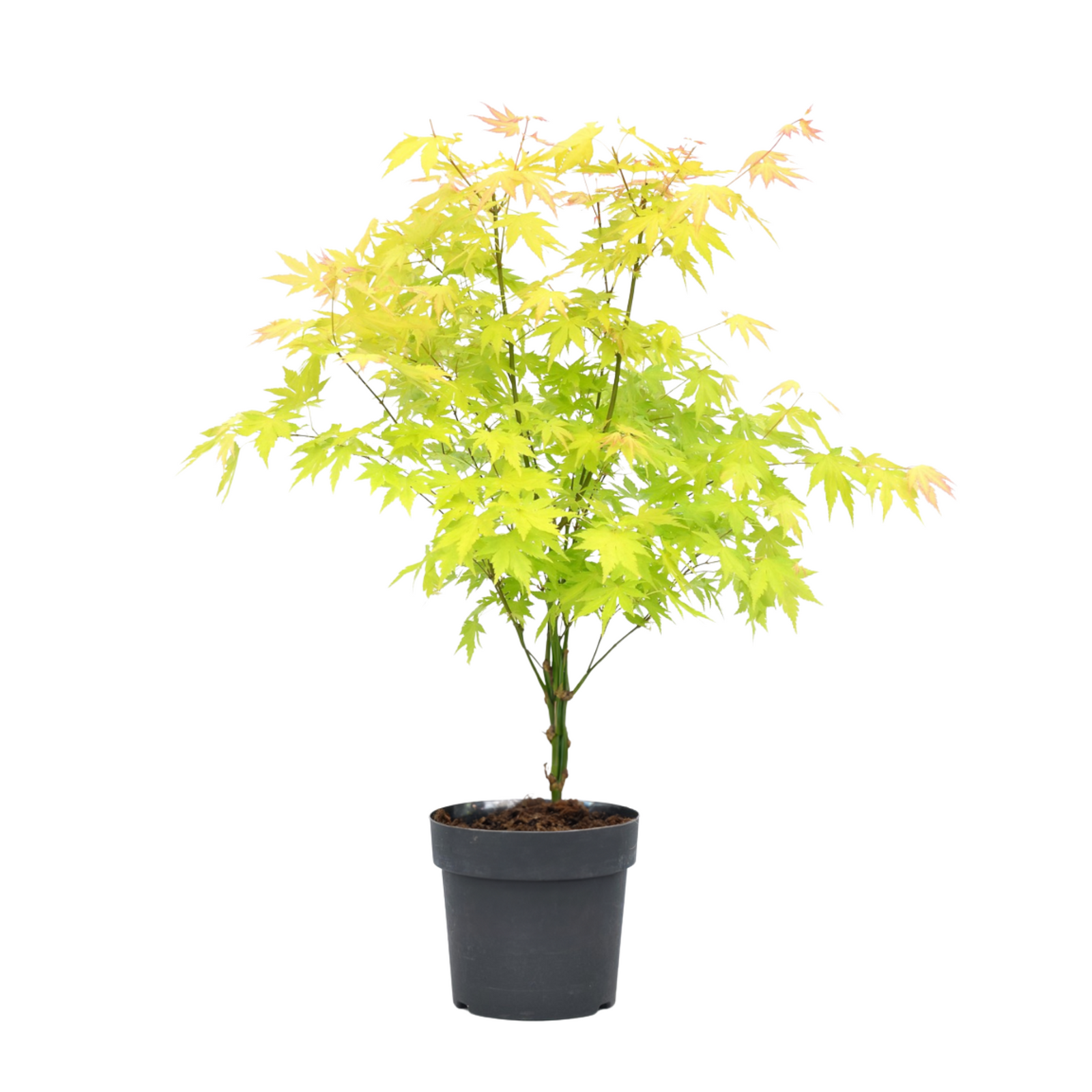 Japanese Maple - Acer Palmatum 'Orange Dream' - Height 60-70cm - ⌀19cm | Set of 1 | Green