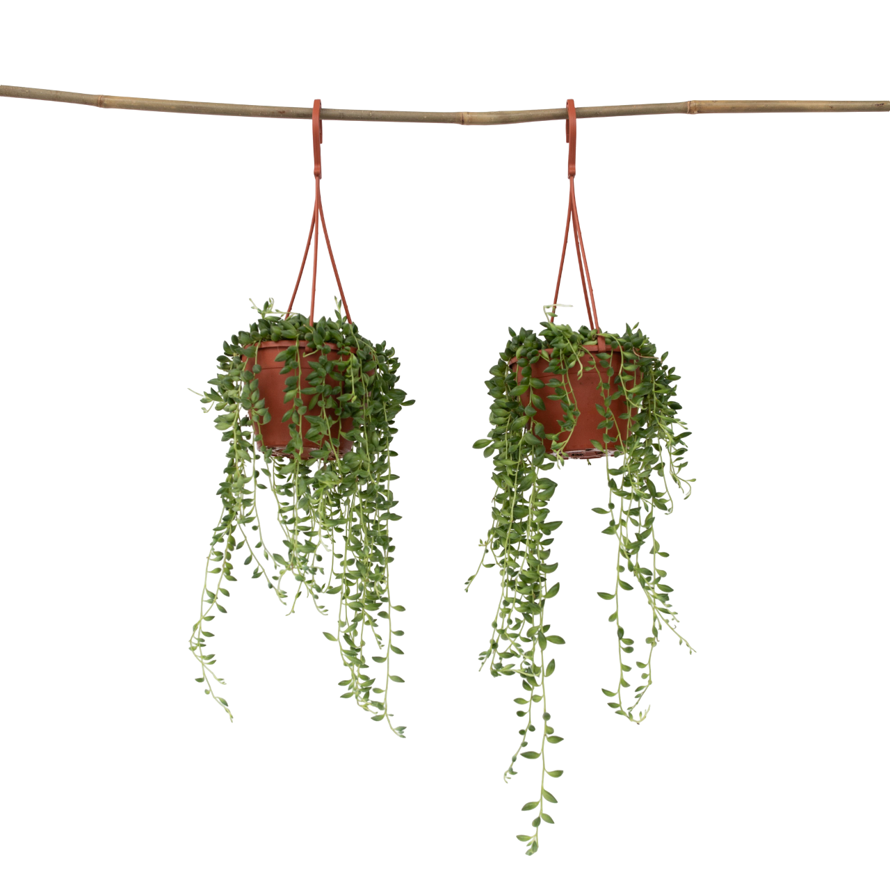 String Of Pearls - 2 Pcs. - Senecio Rowleyanus - Height 10-20cm - ⌀12cm | Set-of-2 | Green