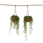 String Of Pearls - 2 Pcs. - Senecio Rowleyanus - Height 10-20cm - ⌀12cm | Set of 2 | Green
