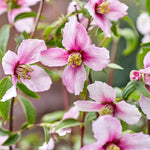 Philadelphus 'petite Perfume Pink' | 1 x 3L | Pink