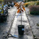 Sweet Chestnut Tree 'castan Satvia' | 1 x 3L | Green
