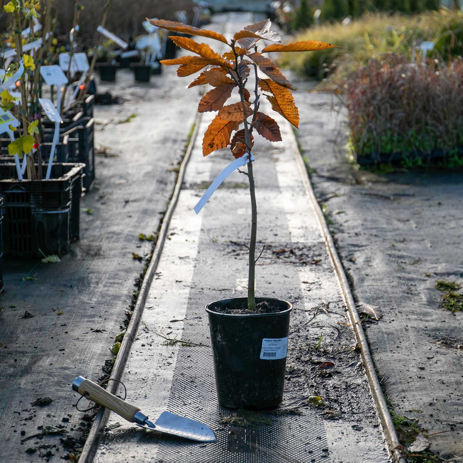 Sweet Chestnut Tree 'castan Satvia' | 1 x 3L | Green