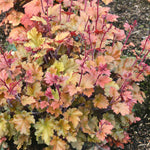Heuchera 'marmalade', Evergreen Frilled Foliage, 50 Cm | 1 x 9cm | Pink & Brown